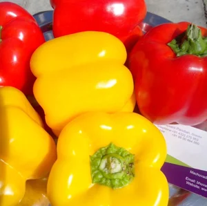 Quality Grade 100% Fresh & Natural Color Capsicum / Bell Pepper Fresh Exotic Vegetables Manufacturer From India