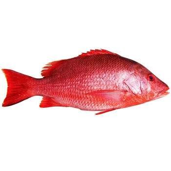 frozen whole red snapper emperor fish