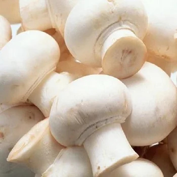 Цена свежего гриб сморчок для продажи