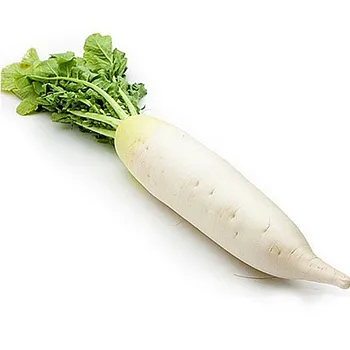 fresh white radish for sale/whatsapp  0084 845639639