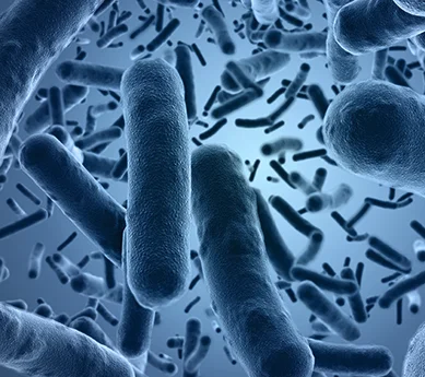 Bacillus Clausii, пробиотическая кормовая добавка, 1x10*9 спор/грамм, самый продаваемый продукт