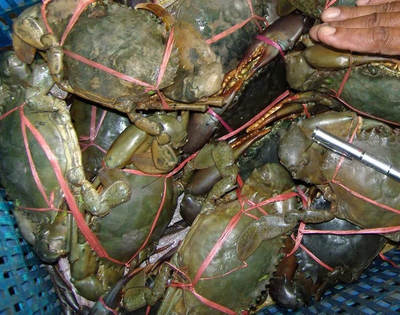 Fresh Live Crab/Live Mud Crab/Live Seafood!