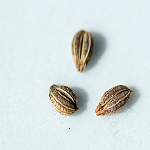 parsley seed extracted pure essential oil manufacturer - parsley