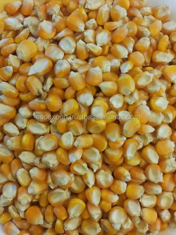 Кукуруза для