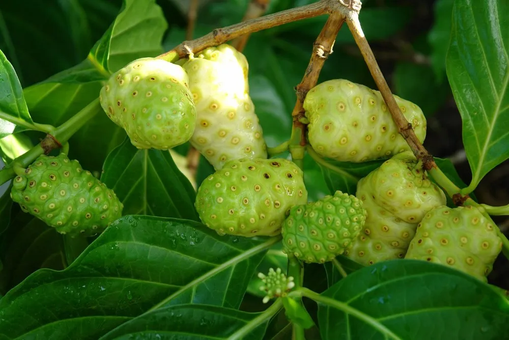 natural organic dried noni / noni fruit /morinda