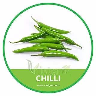 high quality fresh upward green chilli