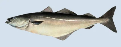 Segar Pollock / Saithe (pollachius Virens) Makanan Ikan - Buy Sea Food Fish  Product on Alibaba.com