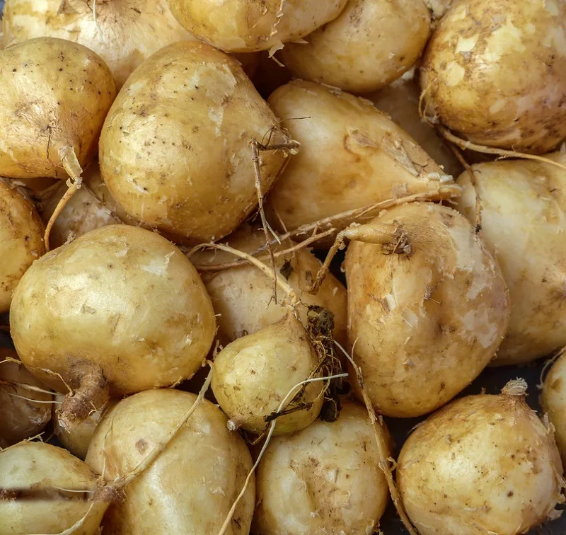 Jicama 84 907 879 539 Buy 新鮮なクズイモ クズイモ タピオカ Product On Alibaba Com Jicama 84 907 879 539 Buy 新鮮なクズイモ クズイモ タピオカ Product On Alibaba Com