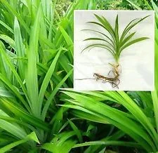 Pandanus Leaves Pandanus Green Whatsapp 84972339010 Buy Green Leaf Vegetables Fresh Large Green Leaf Plants Green Jade Leaf Product On Alibaba Com