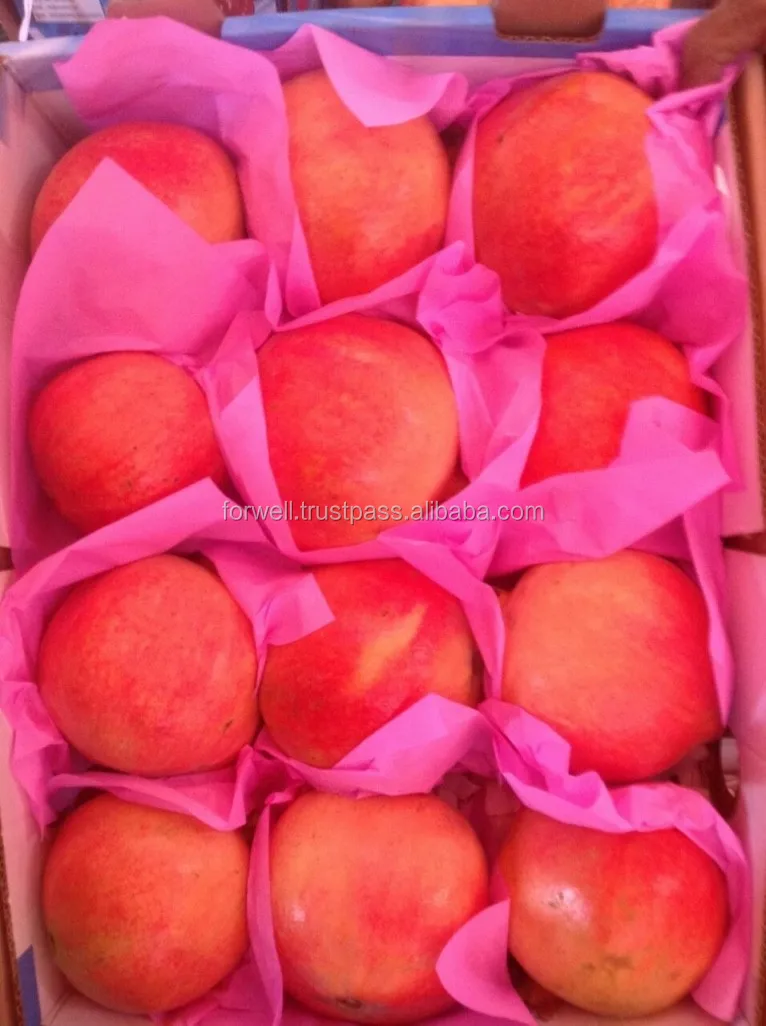 Pomegranate Type and Fresh Style Egyption