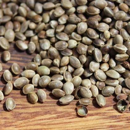 Hemp Seed 99.99% Pure - Buy Agricultural Hemp Seeds,Industrial Hemp  Seed,Black Chia Seed Product on Alibaba.com