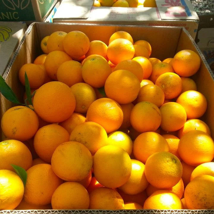 Fresh Valencia Orange For Sale Buy Valencia Oranges,Oranges Valencia
