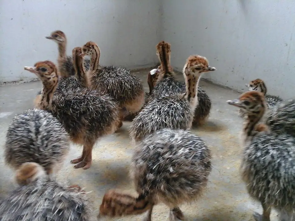 
Ostrich chicks and fertile ostrich eggs 