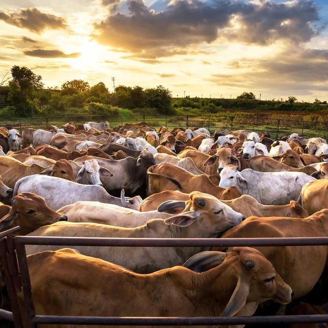 Freezedried Beef Heart Powder With Moq 1kg Frozen Boneless Beef Buy