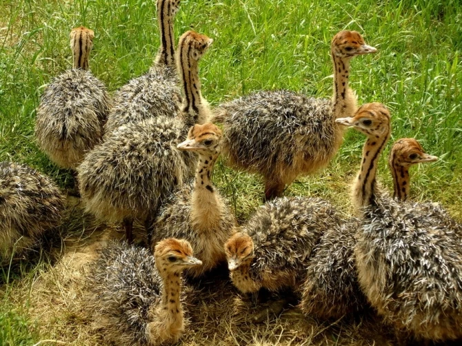 
Ostrich chicks and fertile ostrich eggs 