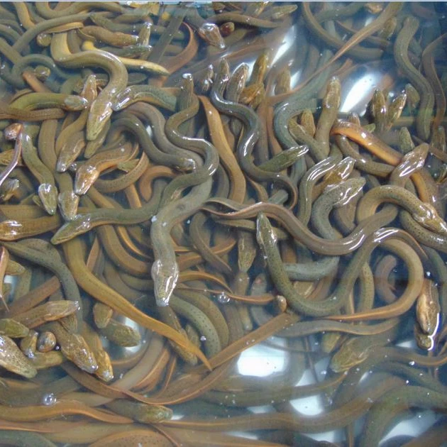 Fresh And Sweet Water Bangladeshi Local Eel Fish Buy Live Eel Fish Exportable Eel Fish Sweet Water Eel Fish Product On Alibaba Com