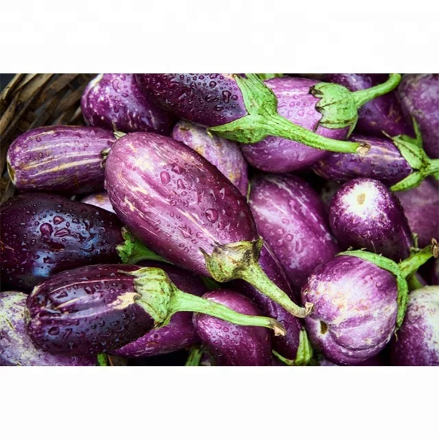 wholesale fresh eggplant / fresh eggplant / fresh eggplant in