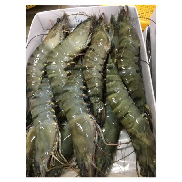 Udang Harimau Hitam Beku Segar Buy Udang Di Jual Udang Dari Vietnam Udang Dengan Harga Termurah Product On Alibaba Com