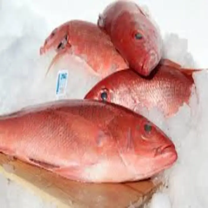 Frozen red snapper for sale Clearance