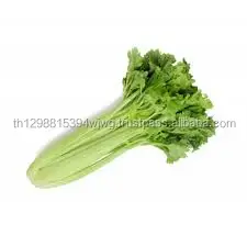 Свежая китайская порей/сельдерея/свежие экзотические овощи