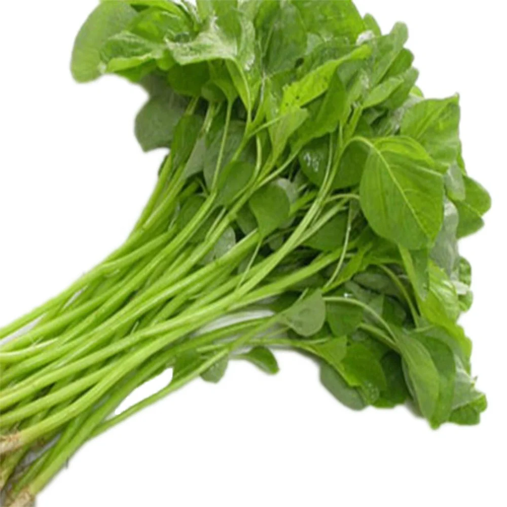 Замороженные листья амаранта/Замороженные листья битеку из Вьетнама для экспорта из компании VAN THINH, производящей продукты питания/HOJAS DE BITEKU ROSADAS