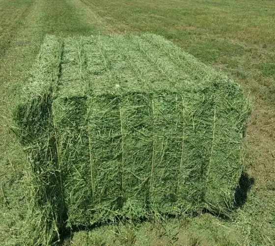 Profetie gallon Proportioneel High Quality Alfalfa Hay For Sale