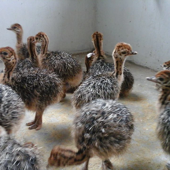FERTILE OSTRICH EGGS AND CHICKS AND FEATHERS FOR SALE