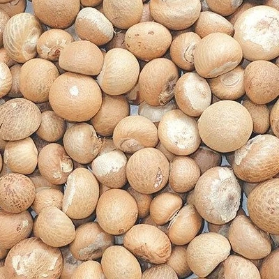 Betel Nut In Myanmar - Buy Betel Nut Seeds Product on Alibaba.com