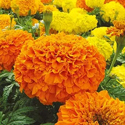 Dijual Biji Marigold Hibrida Buy Hybrid Marigold Seeds Marigold Flower Seed Marigold Flower Seed Product On Alibaba Com