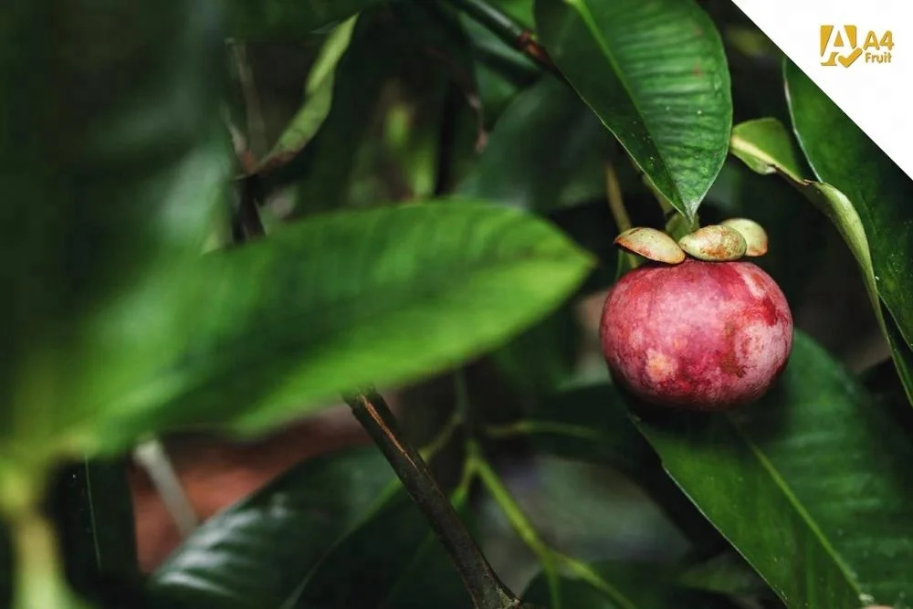 Fresh Mangosteen From Thailand And High Quality Fresh Mangosteen Fruit