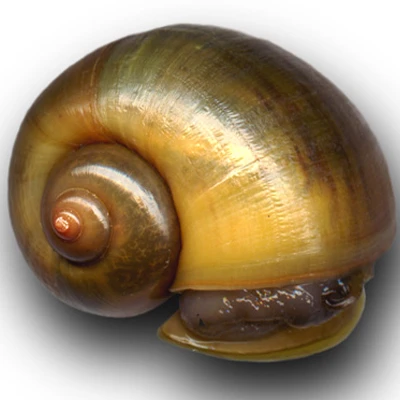 Thailand Fresh Edible Snails Golden Snails View Snail Cream Oem Product Details From Spinel Co Ltd On Alibaba Com