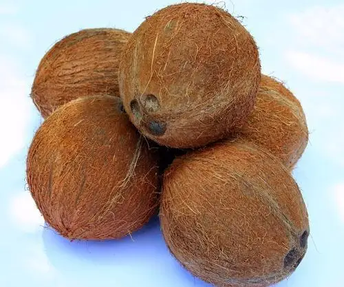 best quality indian semi husked coconuts