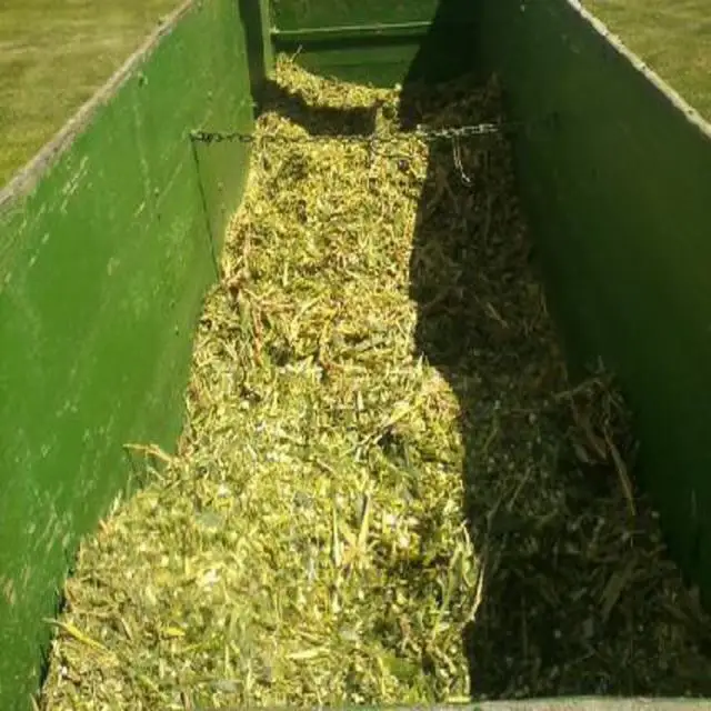 Vietnamese Corn Silage With Cheap Price