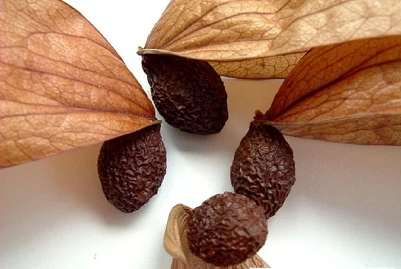 Dried Malva Nut/Scaphium Affine with Cheap Price