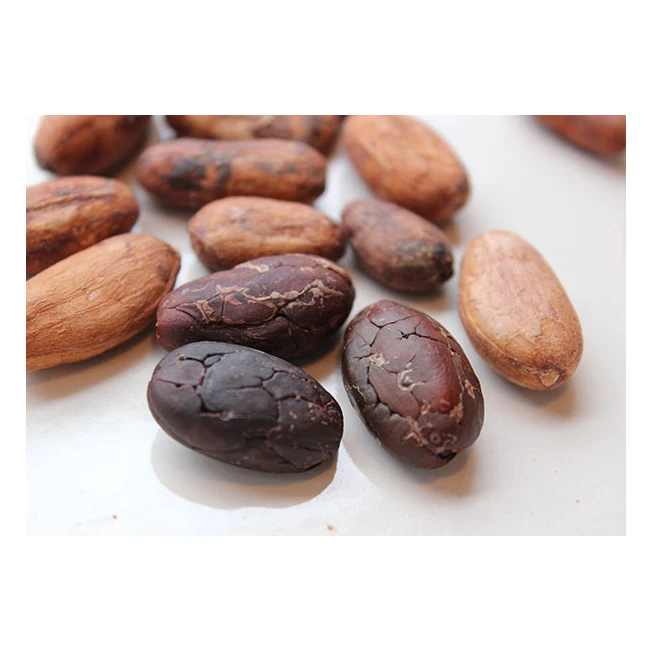 Organic Dry Cocoa Beans for Sale