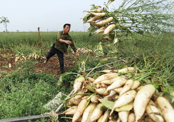 FRESH DAIKON RADISH in BIG SIZE in 2020