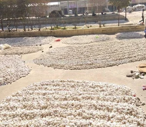 Hot Selling Indian Fresh Garlic 2026 Season/White Whole Garlic/Fresh Indian G1 Garlic!