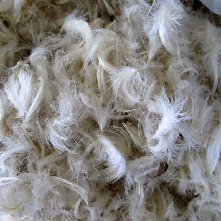 Hot Hot!!! White Duck Feather From Vietnam With Competitive Price And ...