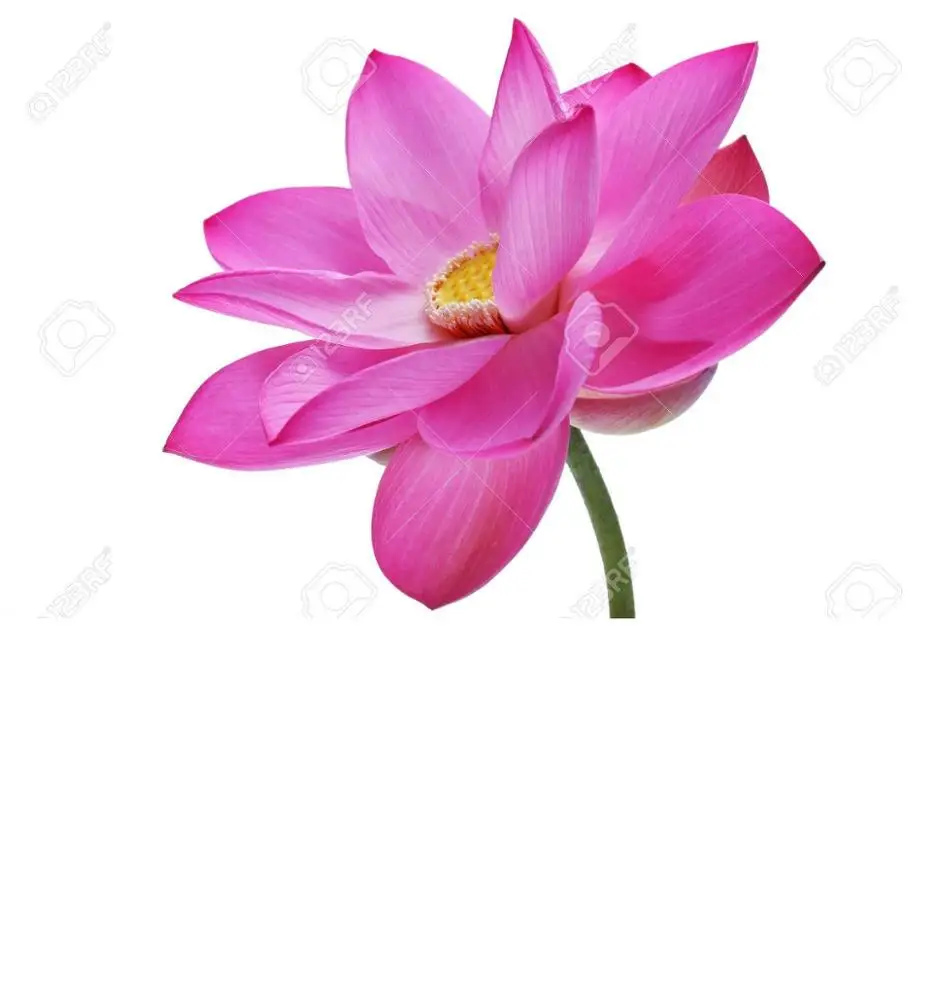 Fresh Lotus Flower Lotus Flower Whatsapp +84845639639 Buy Fresh