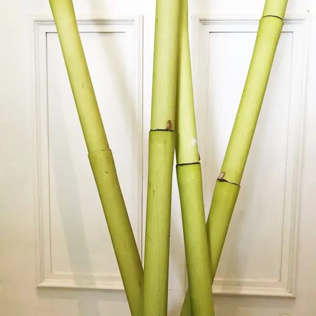Big Guys Magic Appearing Bamboo Pole – 8 Feet Stage Illusion, Quick Reset (Under 90 Seconds)