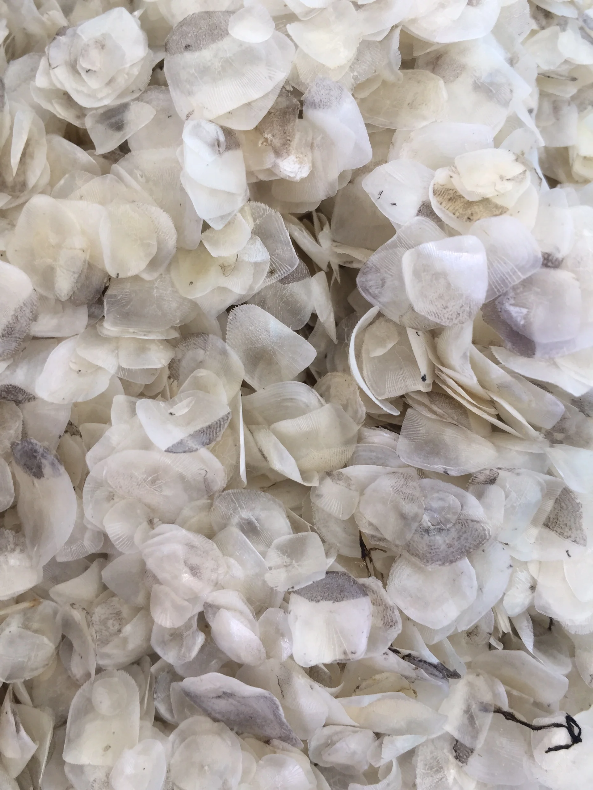 Wholesale Price Dried Fish Scale For Fish Scale Material Collagen