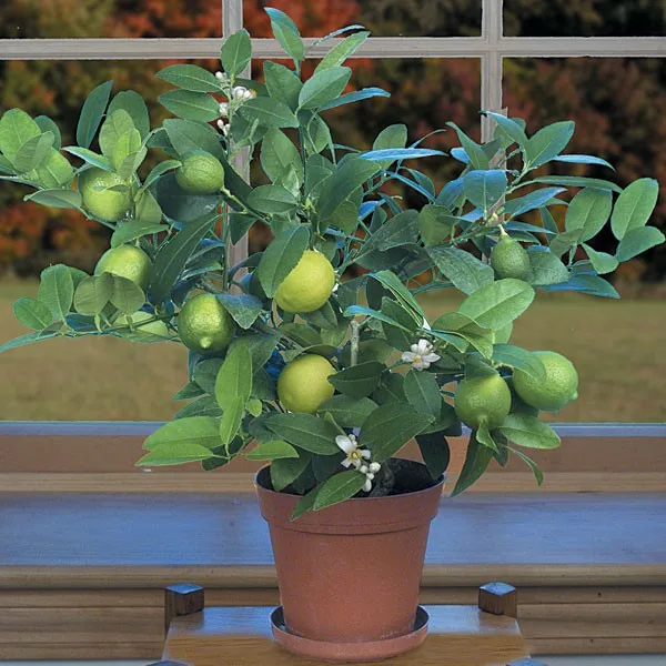 Super Kagdi Lemon Plants