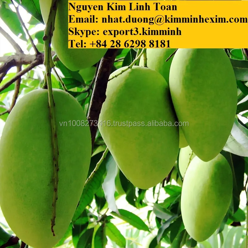 Premium Fresh Sweet Mango Vietnam Yellow Color Tropical OEM Style Color  Weight Origin Type Variety HP :0084 917 476 477