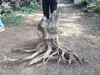 Marrón