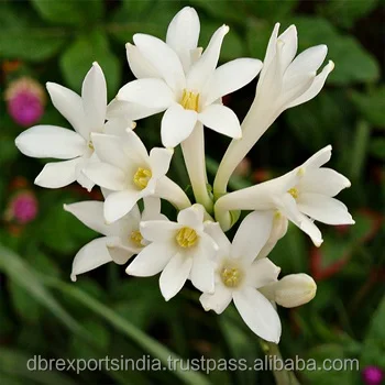 Indian Tuberose Oil 1 Buy Tuberose Oil Tuberose Essential Oil Tuberose Flower Oil Product On Alibaba Com