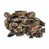 Turritella Loose Gemstone Cabochon Semi-Precious Stone