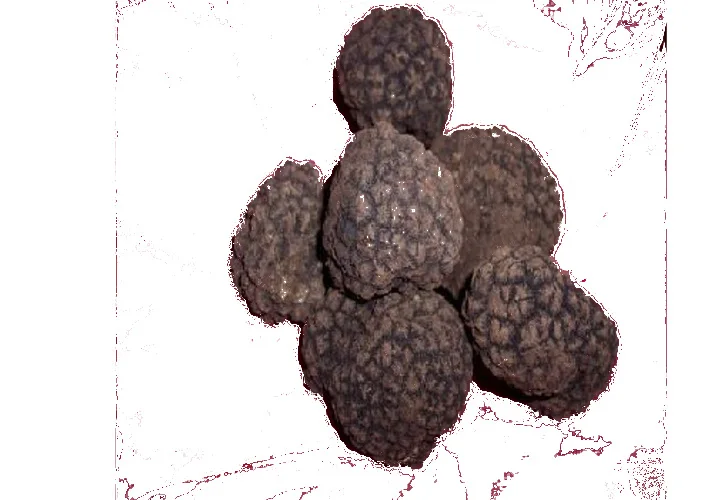 Italian Black Truffle Mushrooms Souce Made In Italy Original Handmade