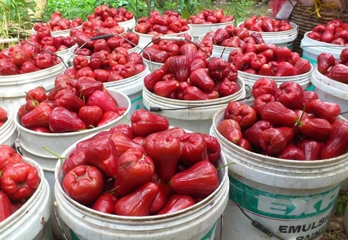 Роза яблоко для экспортера продаж в 2020