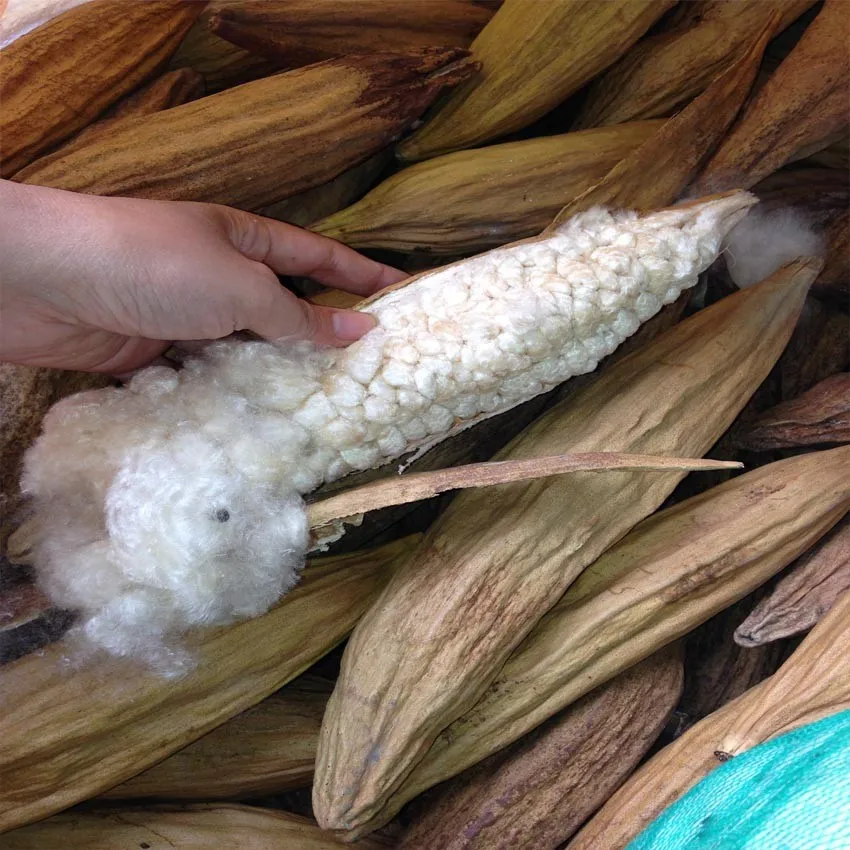 Natural KAPOK from Vietnam 2021/ Whatsapp +84 845 639 639