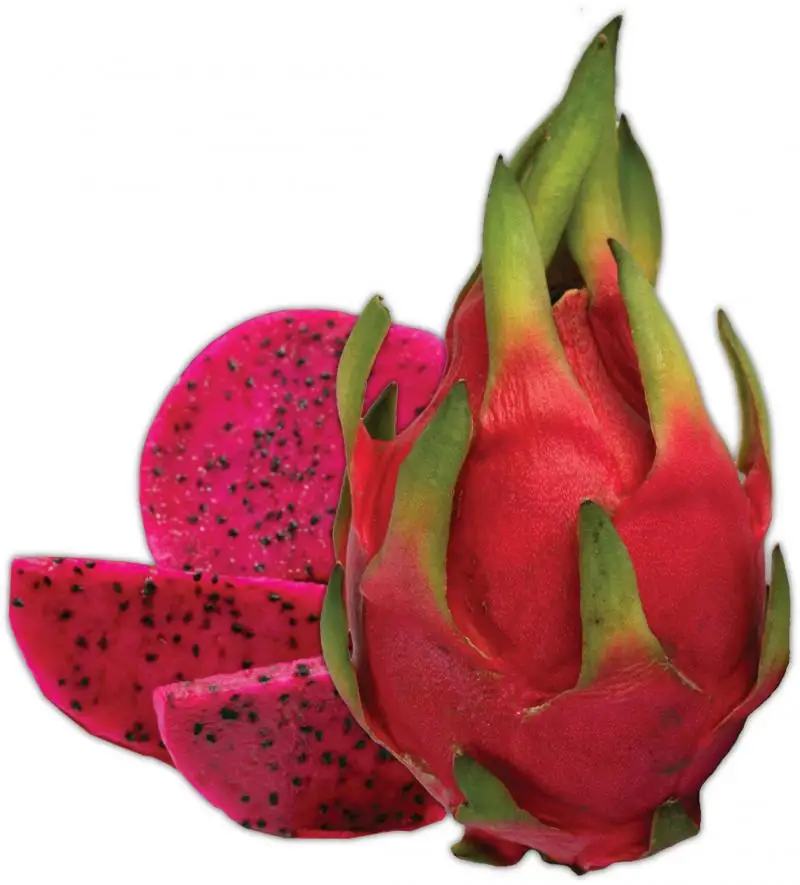 100% natural dragon fruits with best price